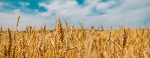La guerra en Ucrania no pone en riesgo el abastecimiento de trigo en Europa