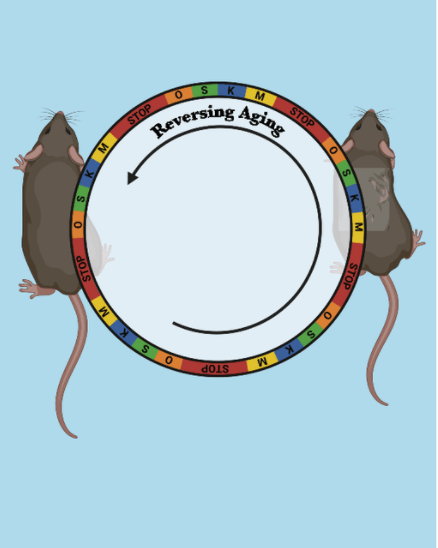 ilustracion ratones