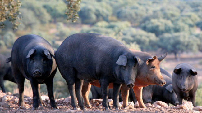 El jamón de ‘pata negra’, en peligro por la contaminación genética del cerdo ibérico