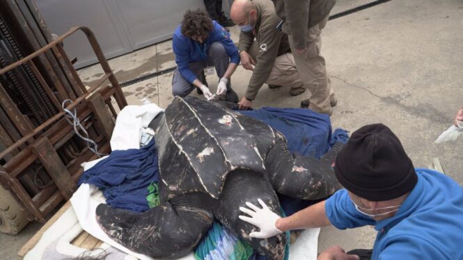 Rescatan en Murcia una tortuga laúd de más de 200 kilos