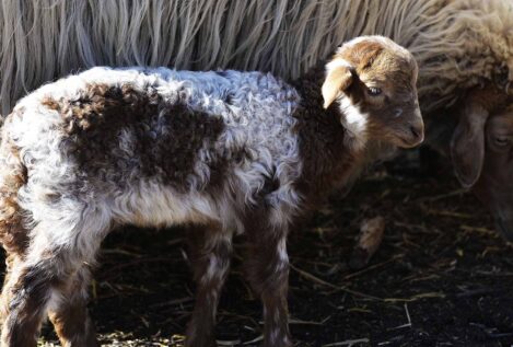 Las ovejas de Madrid y sus pastores, más allá de la anécdota