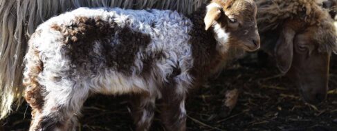 Las ovejas de Madrid y sus pastores, más allá de la anécdota