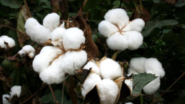 La planta del algodón: el tratamiento inesperado para el cáncer cerebral incurable