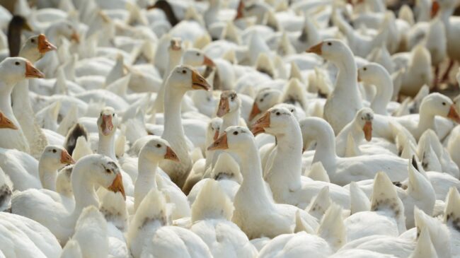 ¿Qué peligro supone la gripe aviar H3N8 detectada en China?