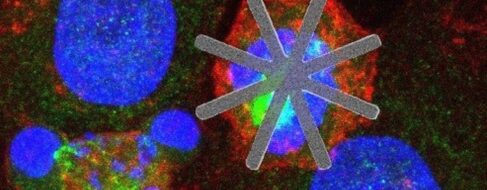 Un equipo del CSIC introduce chips dentro de células vivas como fármacos 'mecánicos'