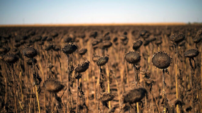 Sequía, inflación y guerra: la tormenta perfecta para la crisis global de alimentos que viene