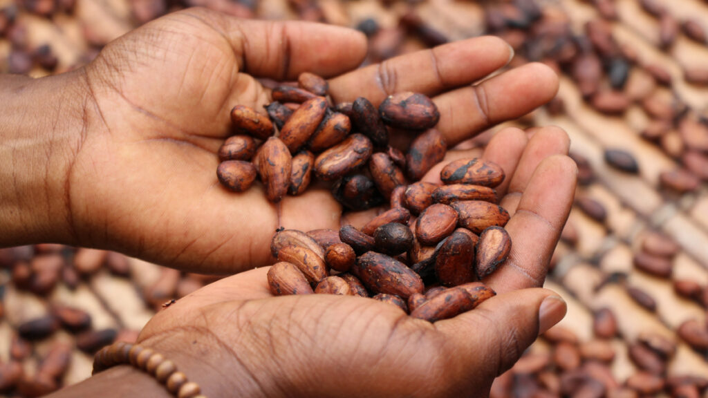 cacao chocolate corazón riesgo ayuda salud cardiovascular