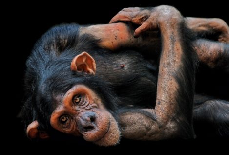 La OMS cambiará el nombre a la viruela del mono para «evitar que sea estigmatizante»