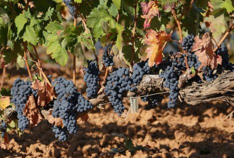 Seis vinos de finca que se elaboran en territorios ribereños