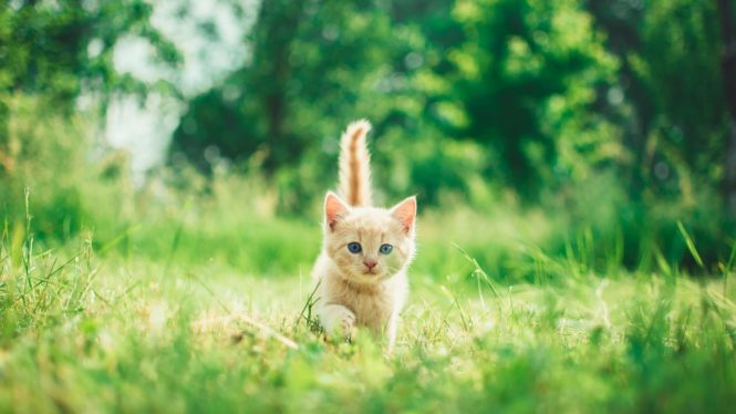 Los gatos se protegen contra las plagas de insectos al dañar ciertas plantas