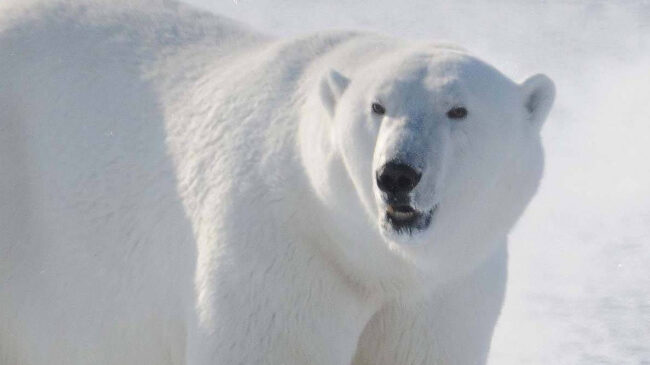 Osos polares y pardos: dos especies distintas con un pasado entrelazado