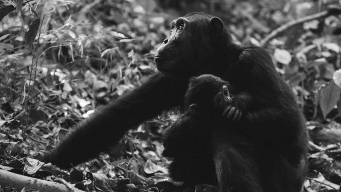 El atlas genético de los chimpancés, una oportunidad para frenar su extinción