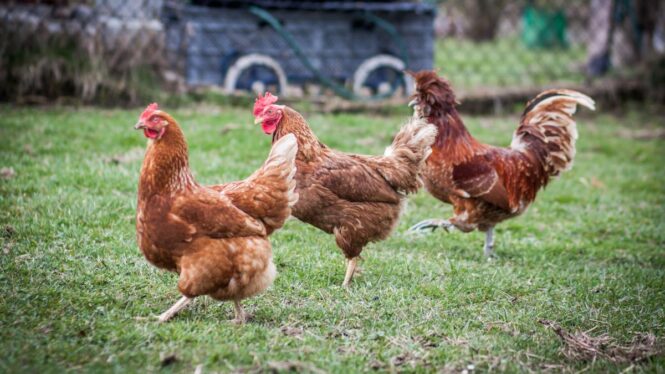 Más de 500 gallinas serán desterradas de las calles de Torrevieja