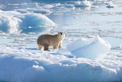 Un grupo de osos polares vive aislado en el sureste de Groenlandia