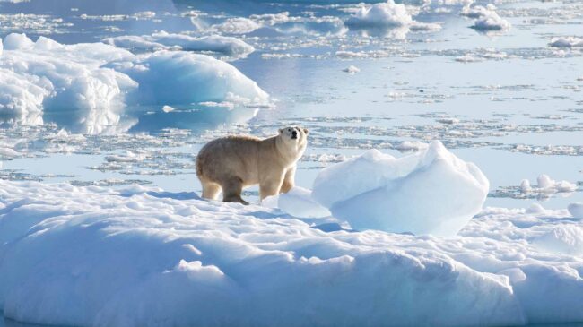 Un grupo de osos polares vive aislado en el sureste de Groenlandia