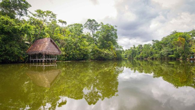 Ciudades brasileñas cercanas al Amazonas podrían ser la cuna de la próxima pandemia