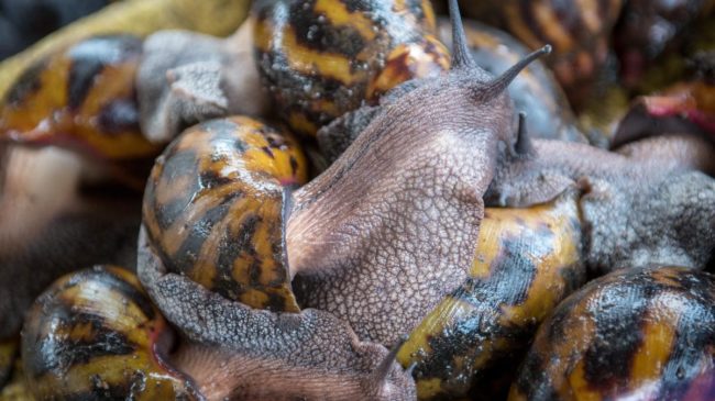 Un condado de Florida, en cuarentena por una plaga de caracoles gigantes