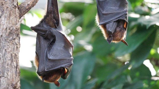 La sorprendente habilidad de los murciélagos: recordar sonidos de hace años