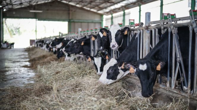 Aumenta el sacrificio de vacas lecheras por la crisis: «En octubre puede no haber leche»