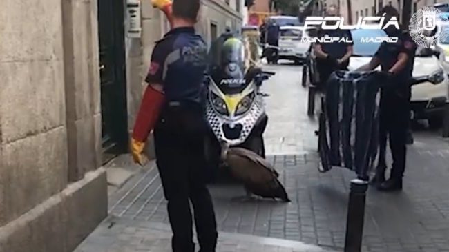 La Policía rescata un buitre desorientado y agotado en pleno centro de Madrid
